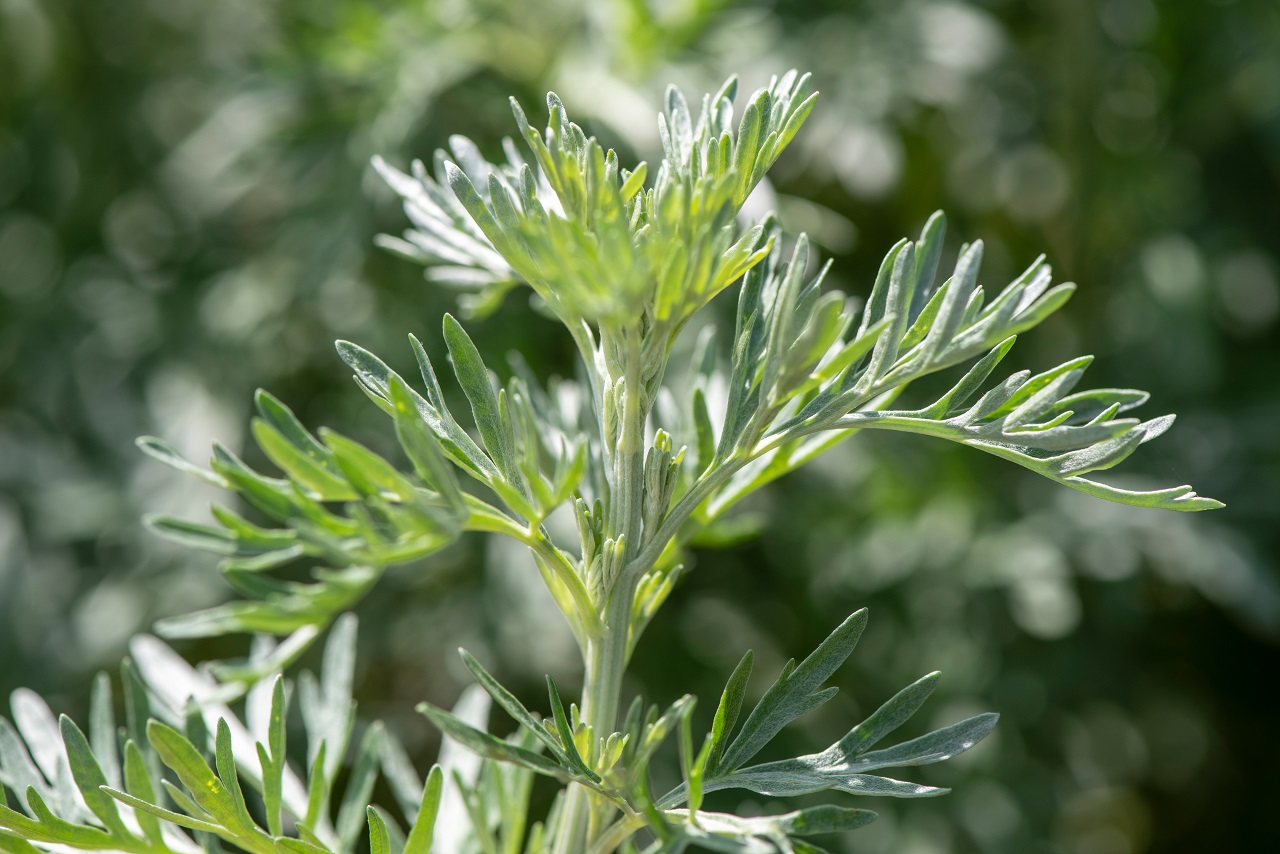よもぎ蒸しとは
