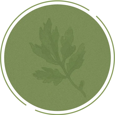 よもぎの葉のイメージ（クロロフィル）